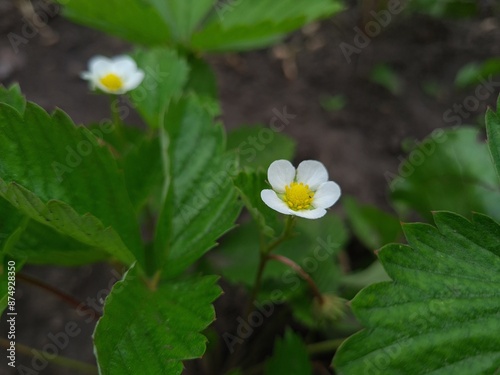 Blooming Beauty: Strawberry Flowers in the Garden
