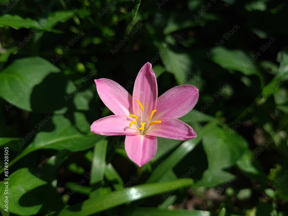 Whispers of Spring: Pink Zephyrettes Dancing in the Breeze
Whispers of Spring: Pink Zephyrettes Dancing in the Breeze