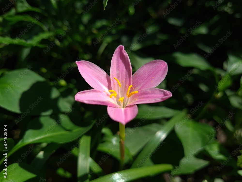 Whispers of Spring: Pink Zephyrettes Dancing in the Breeze
Whispers of Spring: Pink Zephyrettes Dancing in the Breeze
