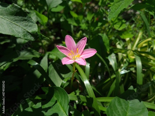 Whispers of Spring: Pink Zephyrettes Dancing in the Breeze 