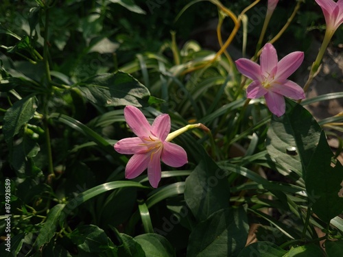 Whispers of Spring: Pink Zephyrettes Dancing in the Breeze
 photo