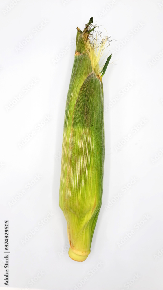 corn/とうもろこし/옥수수 corn/とうもろこし/옥수수