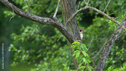 European Green Woodpecker Climbing Tree in Windy Forest