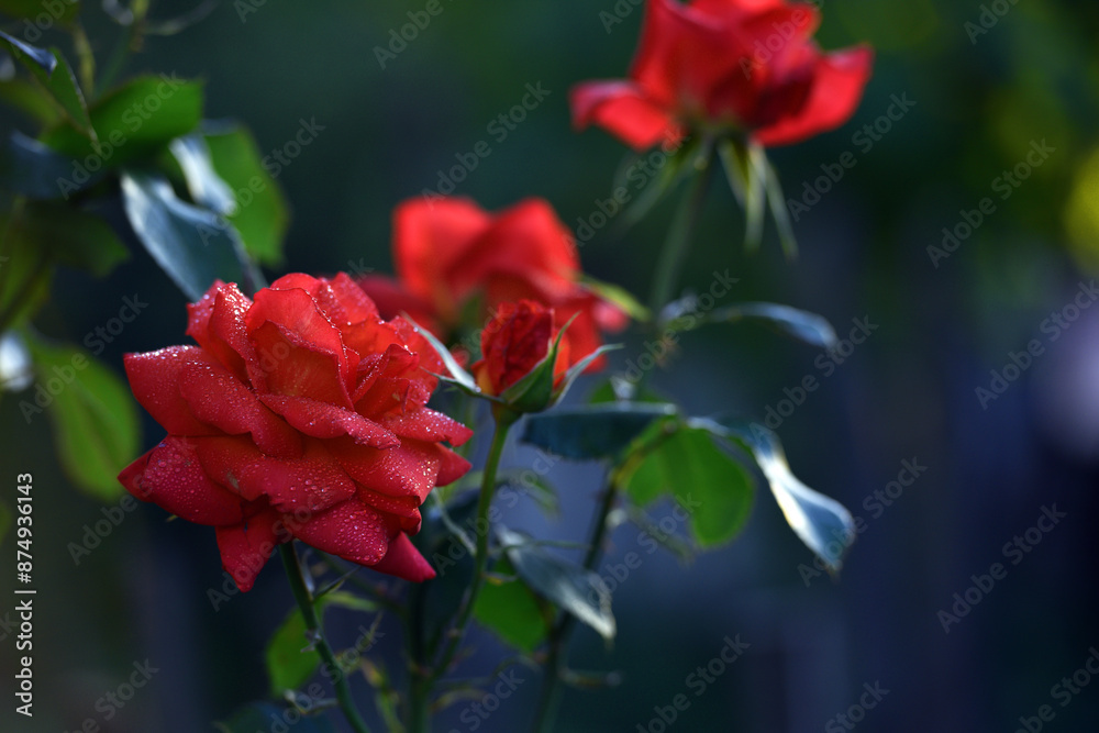 rose. Red rose flower background. Red roses on a bush in the garden, close-up. Red rose flower in a flower bed. Red Rose Magic. beautiful flower gift. beauty in nature. close-up rose. Red rose flower background. Red roses on a bush in the garden, close-up. Red rose flower in a flower bed. Red Rose Magic. beautiful flower gift. beauty in nature. close-up