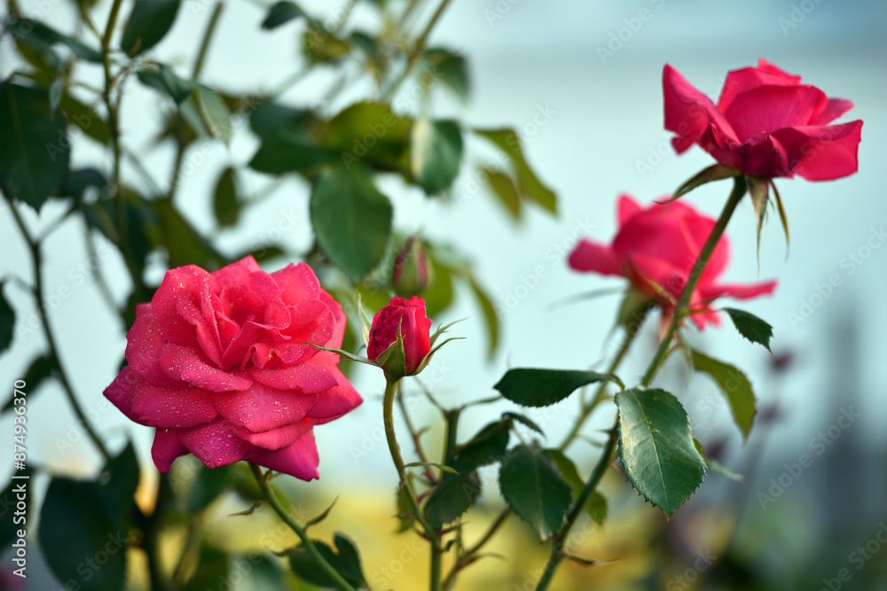 pink rose flower background. Red roses on a bush in the garden, close-up. delicate pink rose flower with green leaves. Red Rose Magic. beauty in the garden. concept of romance, gift pink rose flower background. Red roses on a bush in the garden, close-up. delicate pink rose flower with green leaves. Red Rose Magic. beauty in the garden. concept of romance, gift
