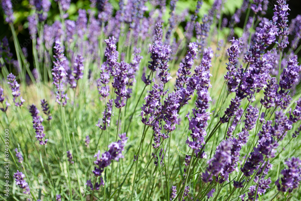 Obraz premium Lavender bushes closeup. Summer season natural background. Fragrant lavender flowers blooming on field in farmland