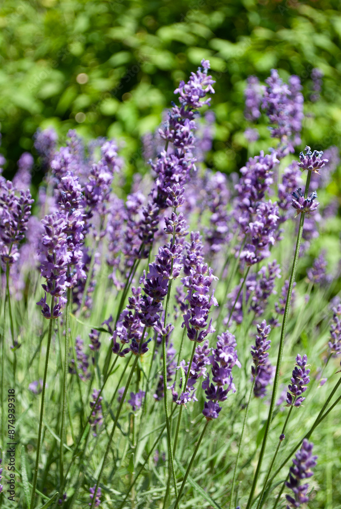 Obraz premium Fragrant lavender flowers blooming on field in farmland. Lavender bushes closeup. Summer season natural background