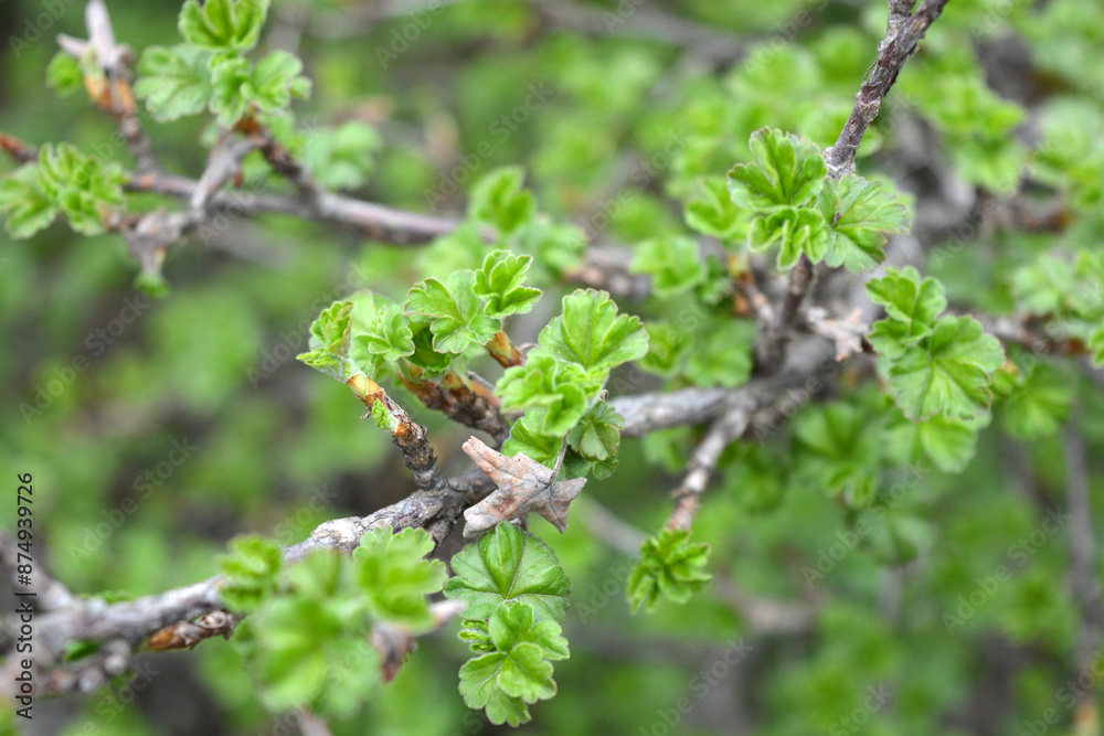 Beautiful nature, plants growing in spring. Fresh and young shoots of the currant bush with beautiful small, green leaves. Beautiful nature, plants growing in spring. Fresh and young shoots of the currant bush with beautiful small, green leaves.