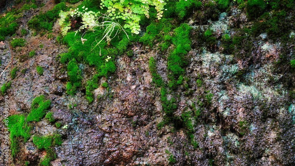 Vivid Green Moss Growth On Rocky Surface Close-Up View Vivid Green Moss Growth On Rocky Surface Close-Up View