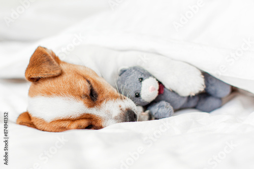 Cute pupppy dog sleeping in bed with fluffy toy photo