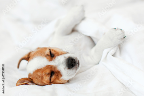 Jack Russell terrier puppy sleeps in bed at home © Tatyana Gladskih