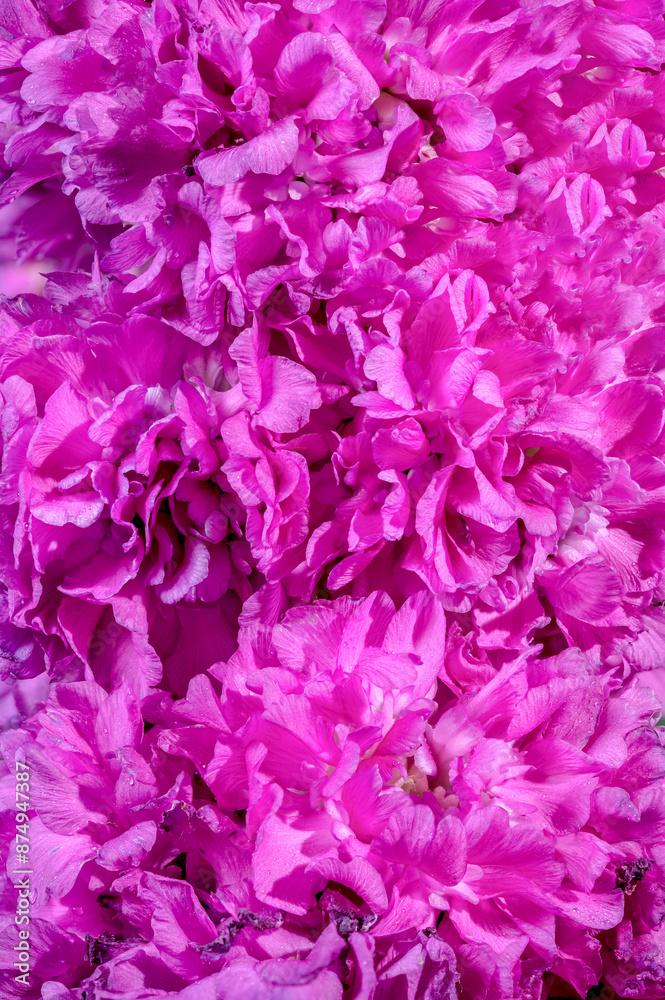 Blooming Lichnis viscaria Pink Rosea Plena Blooming Lichnis viscaria Pink Rosea Plena