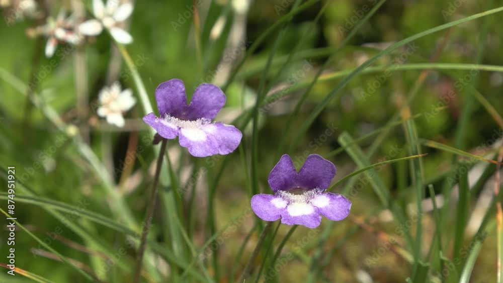Pinguicula vulgaris Pinguicula vulgaris
