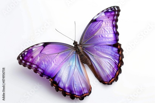 Butterfly Purple. Beautiful Purple Butterfly Isolated on White Background with Blue Wings