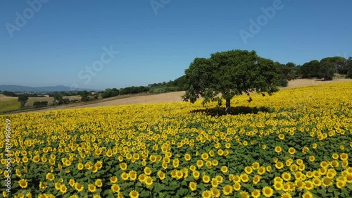 Girasoli, campagna e colori in Italia