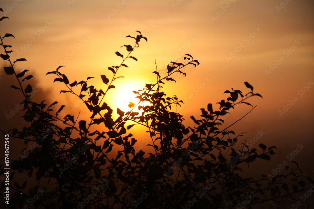 Fototapeta premium sunset in the forest