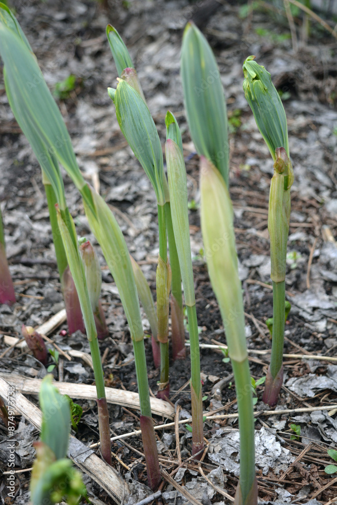 Beautiful and unusual nature, plants, spring flowers. Young, fresh shoots of flowers, bells growing in the home garden. Beautiful and unusual nature, plants, spring flowers. Young, fresh shoots of flowers, bells growing in the home garden.