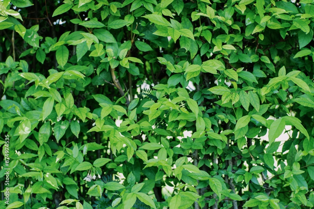 custom made wallpaper toronto digitalBeautiful green leaves background. Natural creative layout for wallpaper and advertising. 