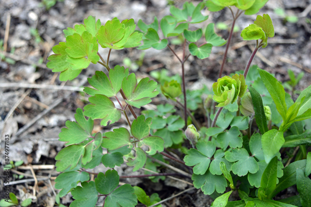 Beautiful and unusual nature, plants, spring flowers. Young, fresh flower shoots growing in the home garden. Beautiful and unusual nature, plants, spring flowers. Young, fresh flower shoots growing in the home garden.