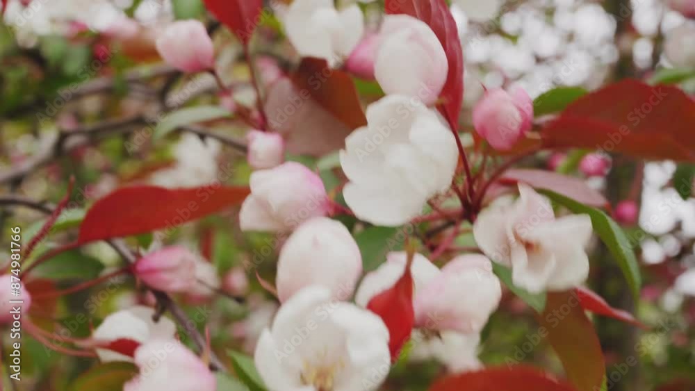 Blooming apple tree in the spring garden. Close up of pink flowers on a tree. Blooming apple tree in the spring garden. Close up of pink flowers on a tree.