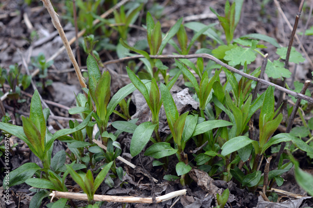 Beautiful and unusual nature, plants, spring flowers. Young large phlox bushes with small leaves, growing in early spring. Beautiful and unusual nature, plants, spring flowers. Young large phlox bushes with small leaves, growing in early spring.