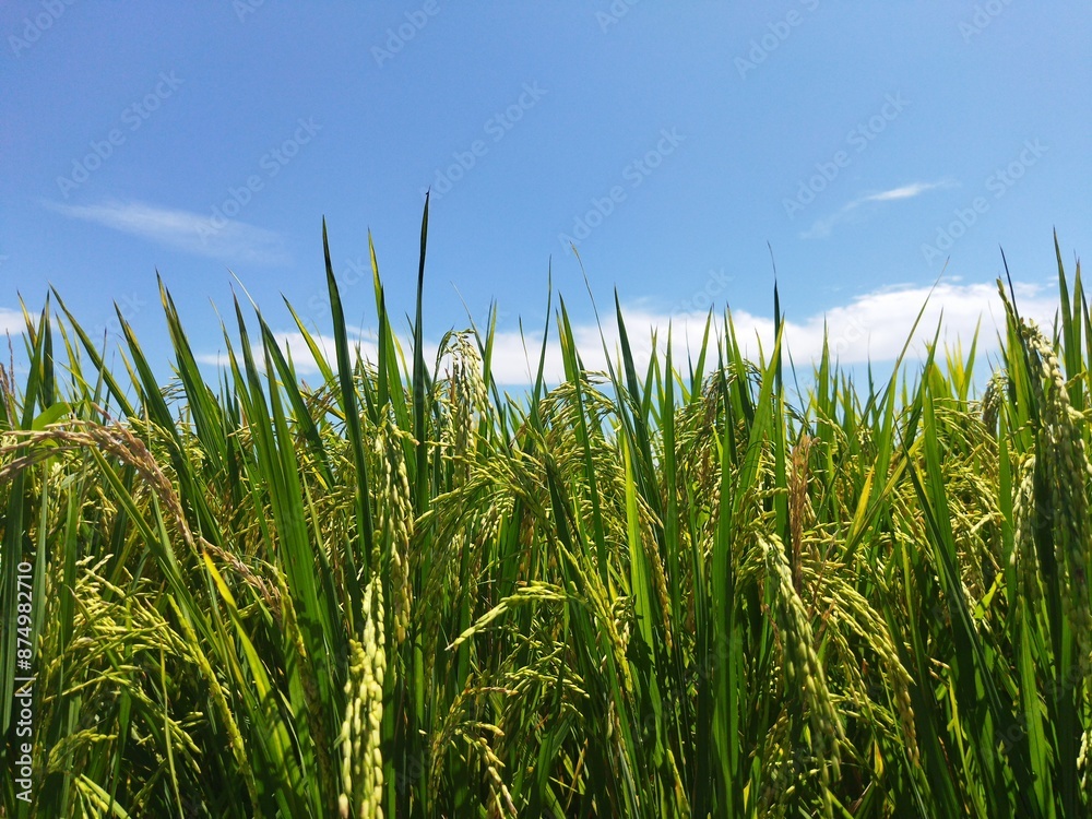 Rice plants and beautiful blue sky. Rice plants and beautiful blue sky.