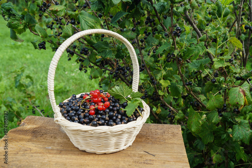 A basket with ripe currants on the background of bushes with berries