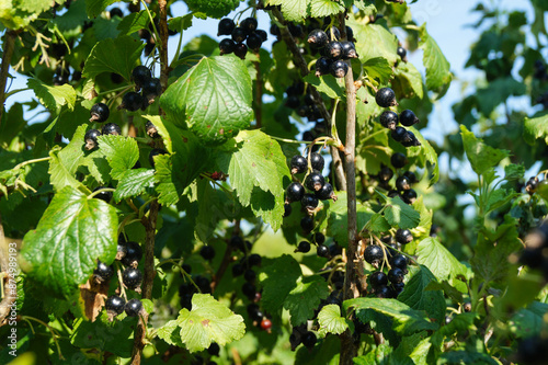 The black currant is ripe on the branches in the garden