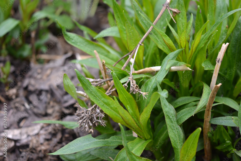 Beautiful and unusual nature, plants, spring flowers. Young large phlox bushes with small leaves, growing in early spring. Beautiful and unusual nature, plants, spring flowers. Young large phlox bushes with small leaves, growing in early spring.