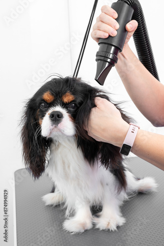 Professional Pet Grooming Expert Blow Dryer Techniques for Drying Your Pets Coat photo
