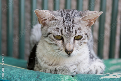 Foto Junge Egyptian Mau Katze liegt auf dem Balkon