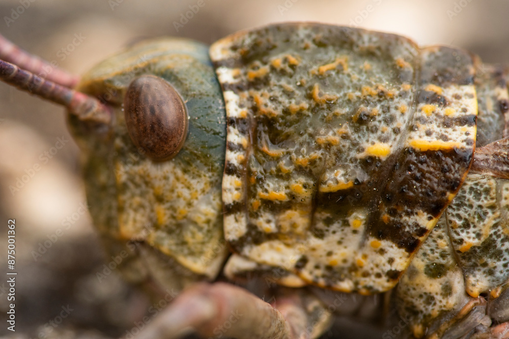 Close view of the detailed body texture of a grasshopper Close view of the detailed body texture of a grasshopper