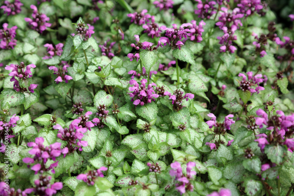 Macro image of a bed of Spotted Deadnettle plants, North Yorkshire England
Macro image of a bed of Spotted Deadnettle plants, North Yorkshire England