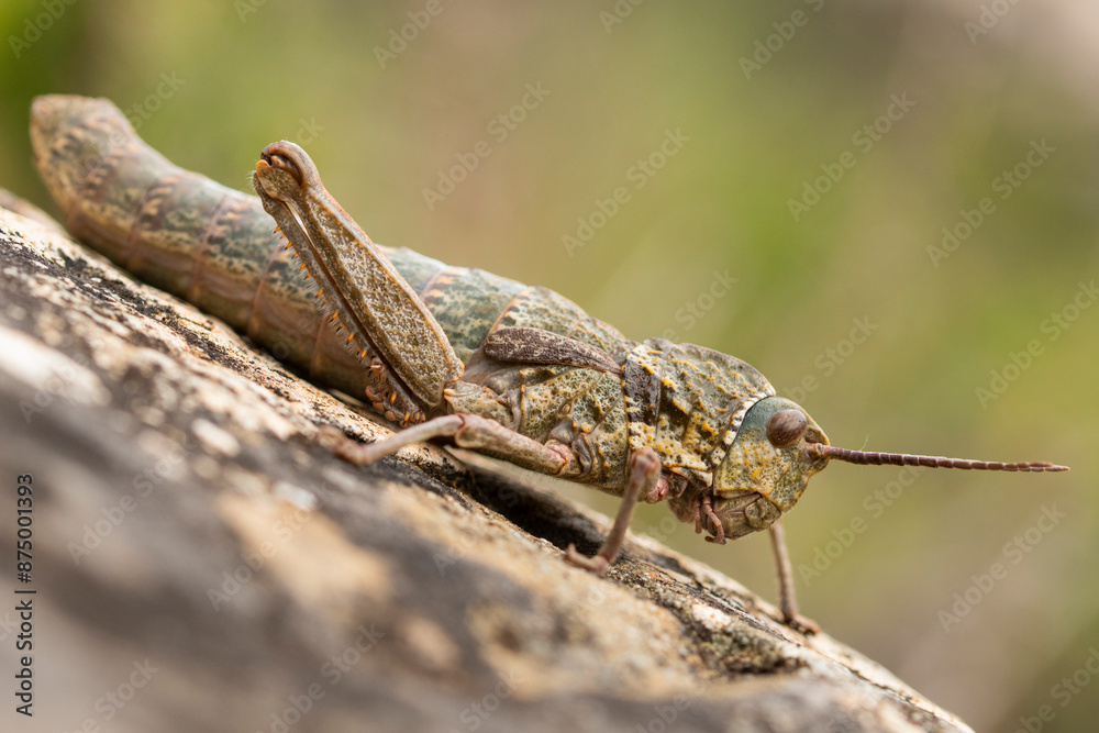 A macro shot of a grasshopper perched on worn wood A macro shot of a grasshopper perched on worn wood