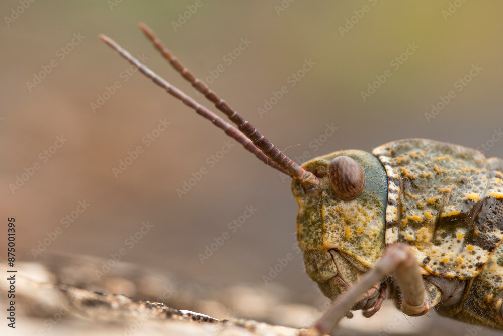 Close-up portrait of a grasshopper in natural habitat Close-up portrait of a grasshopper in natural habitat