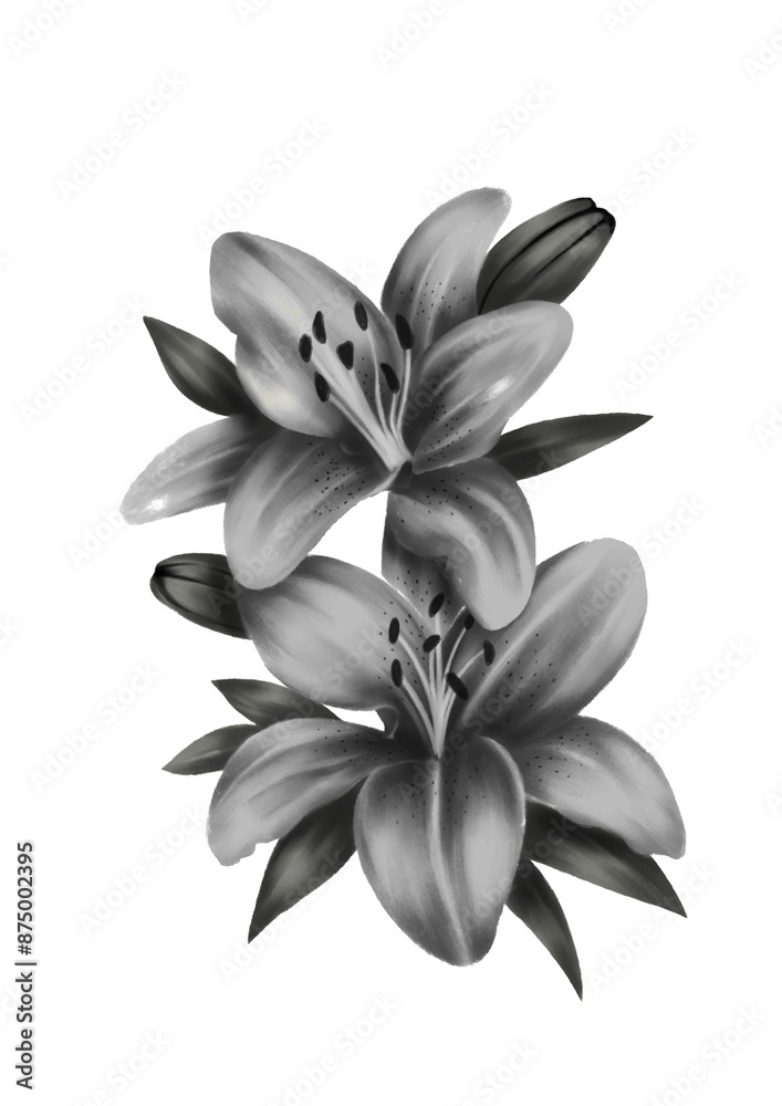 Fototapeta premium white lily isolated on white transparent background pencil drawing