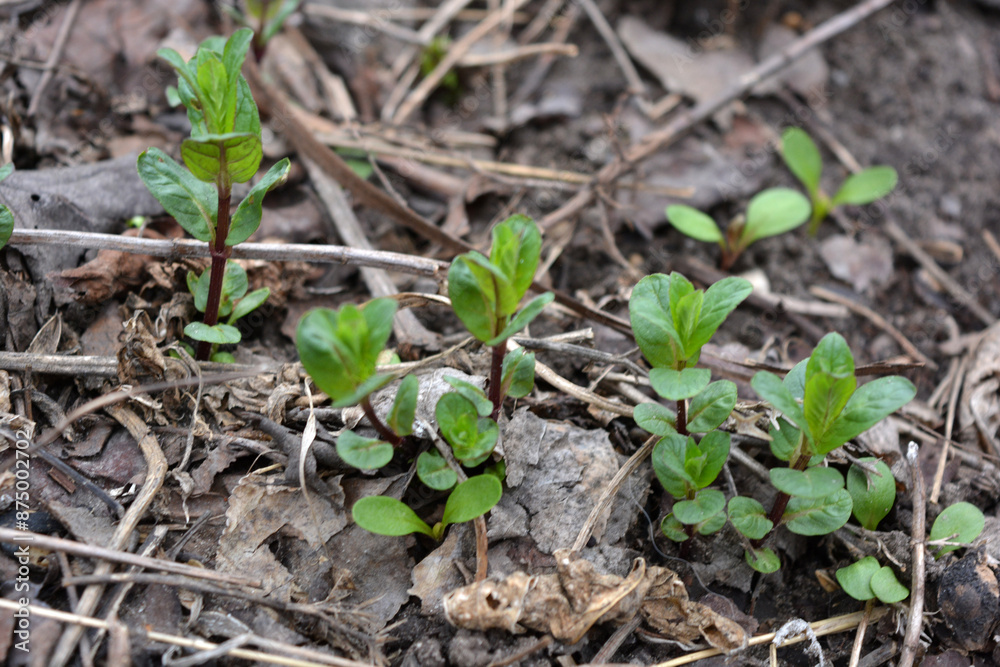 Beautiful nature, plants and flowers growing in spring. Young small green mint bushes growing on the ground in a home garden. Beautiful nature, plants and flowers growing in spring. Young small green mint bushes growing on the ground in a home garden.