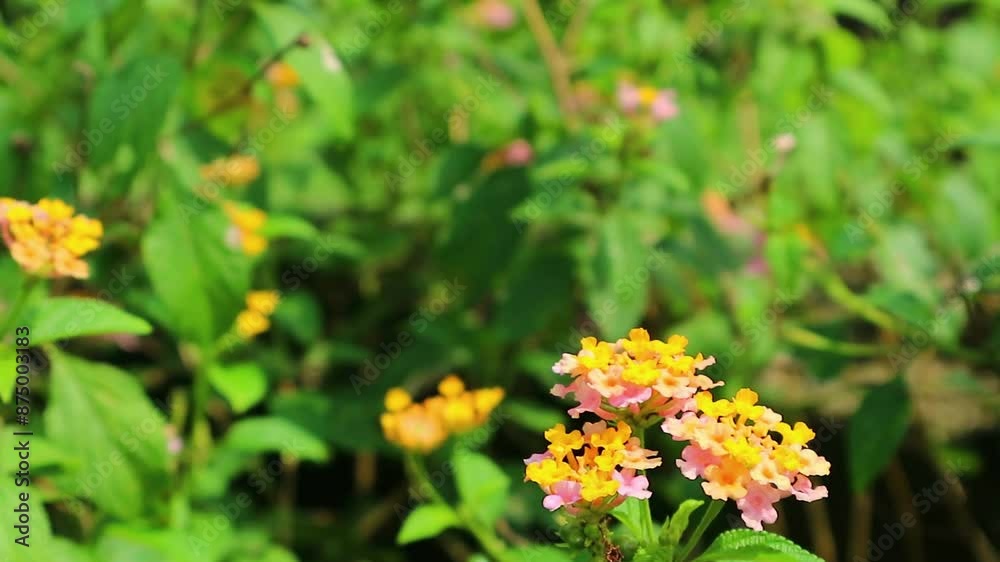 footage blomming latana camara flower in garden