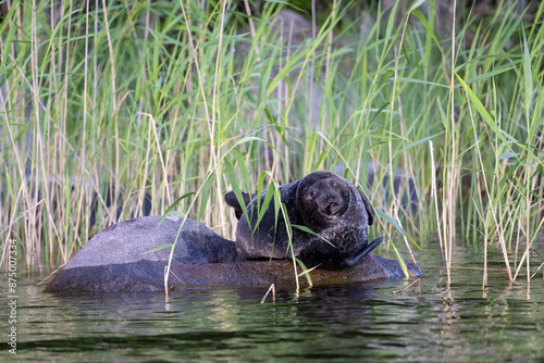 Saimaa Ringed Seal, Pusa hispida saimensis, rarest seals in the world