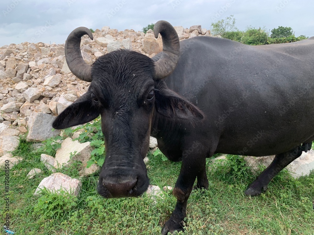 Black and white Indian italian Buffalo close up Black and white Indian italian Buffalo close up