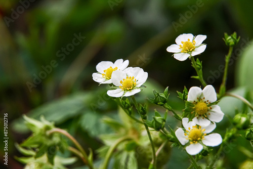 Close up of strawberry flowers in a community garden 