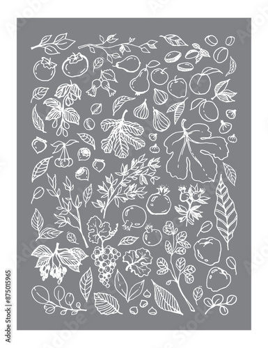 Vector set illustration of various Garden Fruits, leaves, tree branches on gray