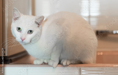 Weiße Hauskatze in ihrem Zuhause photo