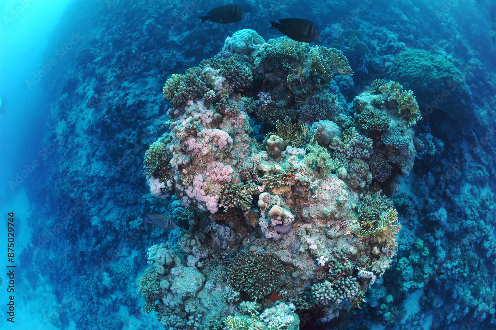 custom made wallpaper toronto digitalThe founder of scuba diving is the famous Jacques-Yves Cousteau. It was he who created the scuba diving in 1943, opening the door to the beautiful underwater world for millions of people.