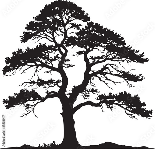 Cedar Tree Silhouette Image, vector black color silhouette 