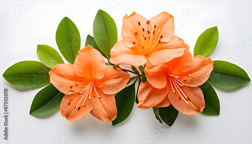 Three Peach Azalea Flowers and Green Leaves on White Background