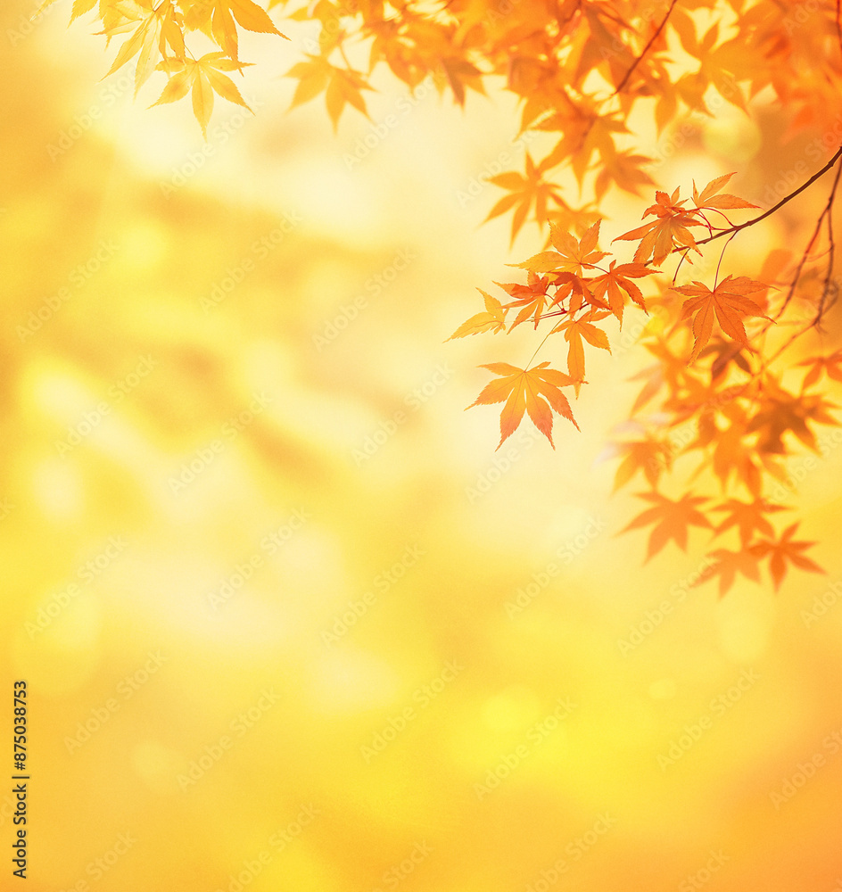 maple branch with red and yellow leaves, autumn natural background with soft focus maple branch with red and yellow leaves, autumn natural background with soft focus