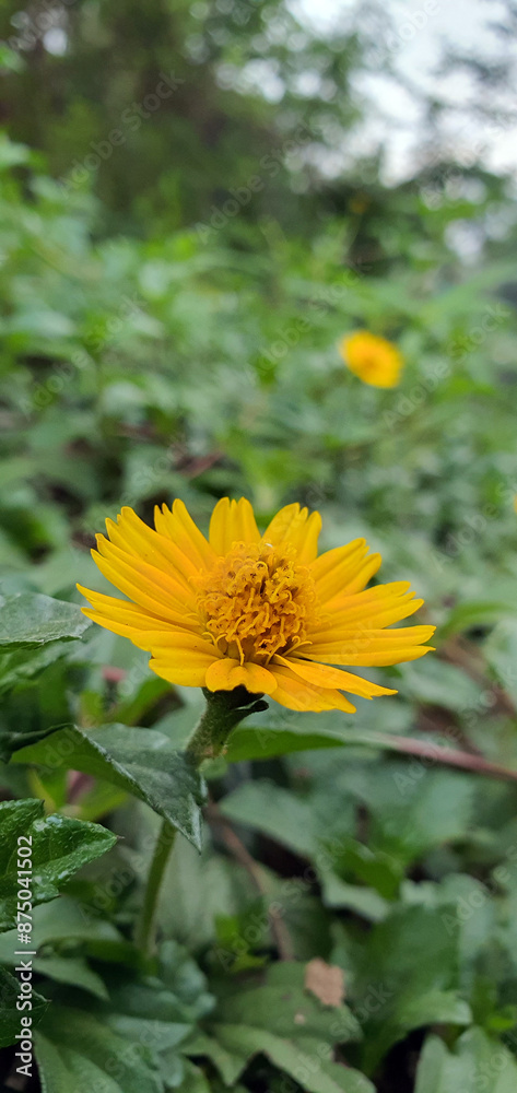 yellow dandelion flower yellow dandelion flower
