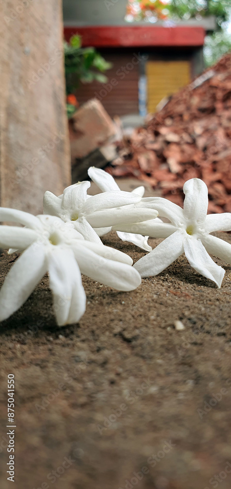 Night-flowering Jasmine flowers are lying on the sand Night-flowering Jasmine flowers are lying on the sand