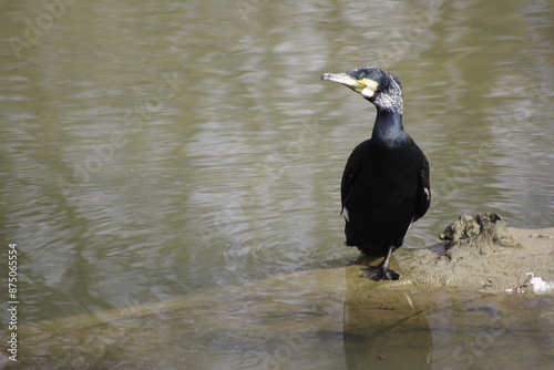 Kormoran ruht sich an der Lippe in Hamm, Nordrhein-Westfalen, bei Sonnenschein aus. photo